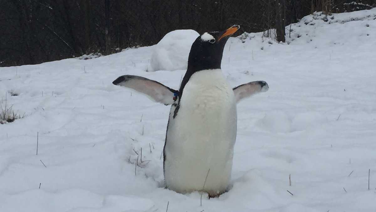 Pittsburgh Zoo & PPG Aquarium penguins ready to waddle into winter