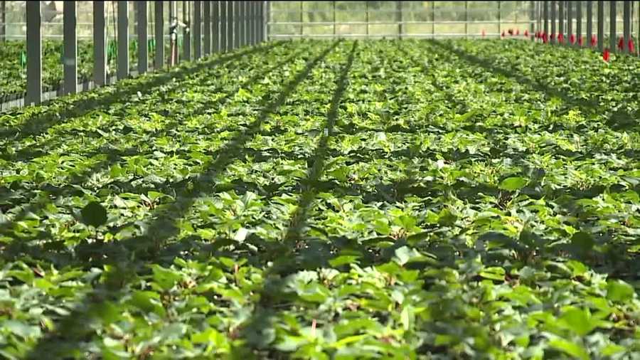 Pennsylvania greenhouse growing medical marijuana