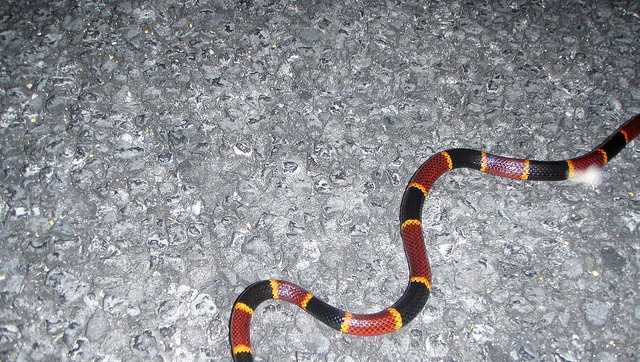 alabama-man-paralyzed-by-coral-snake-bite-remains-in-icu