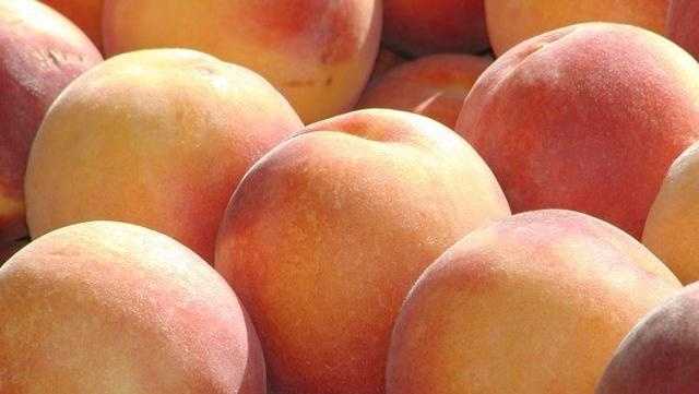 North Carolina peach season offers smaller, sweeter harvest