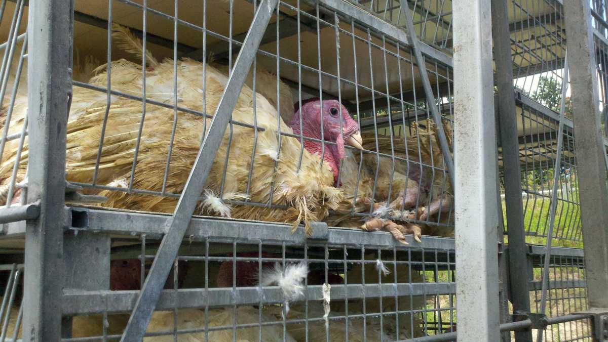 North Carolina poultry processor closing; farmers in bind