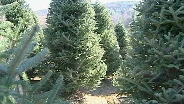 North Carolina: How to get your Christmas tree to last longer through the season - Vimarsana News