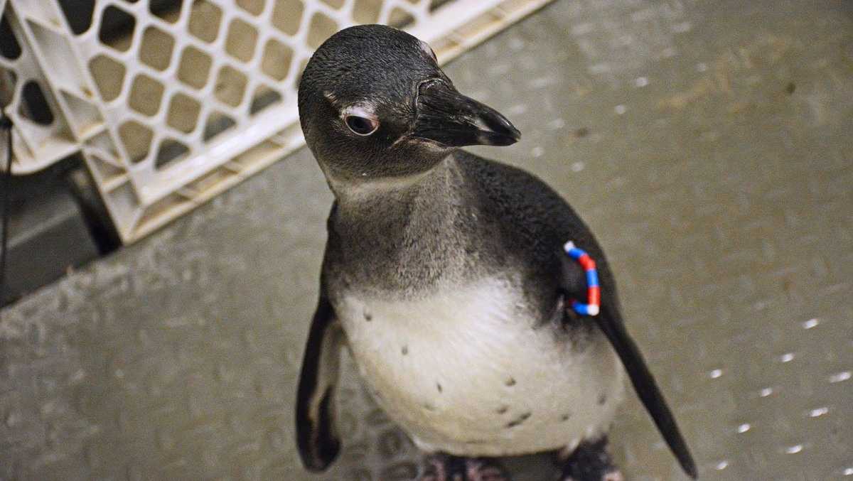 Cómo obtener un adelanto de la nueva selva tropical de 32,000 pies cuadrados del Centro de Ciencias de Greensboro