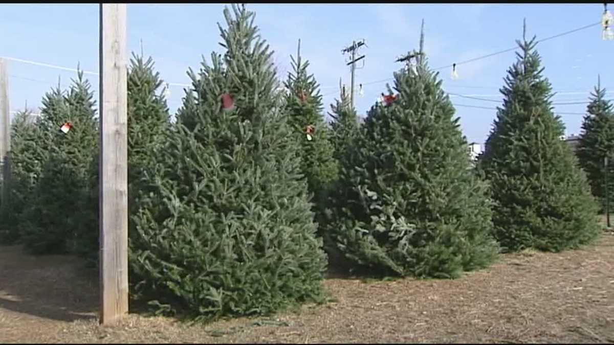 WS Christmas Tree Farm donating trees to families in need