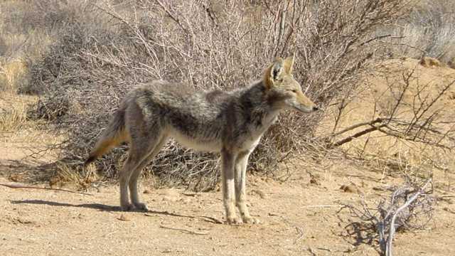 North Carolina Forest Service warns people after coyote attack - Vimarsana News