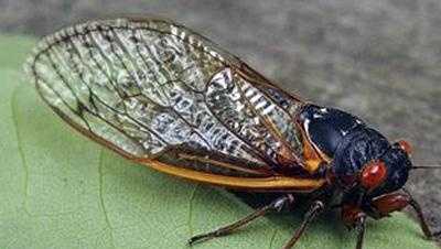 North Carolina sees reemergence of two types of cicadas - Vimarsana News