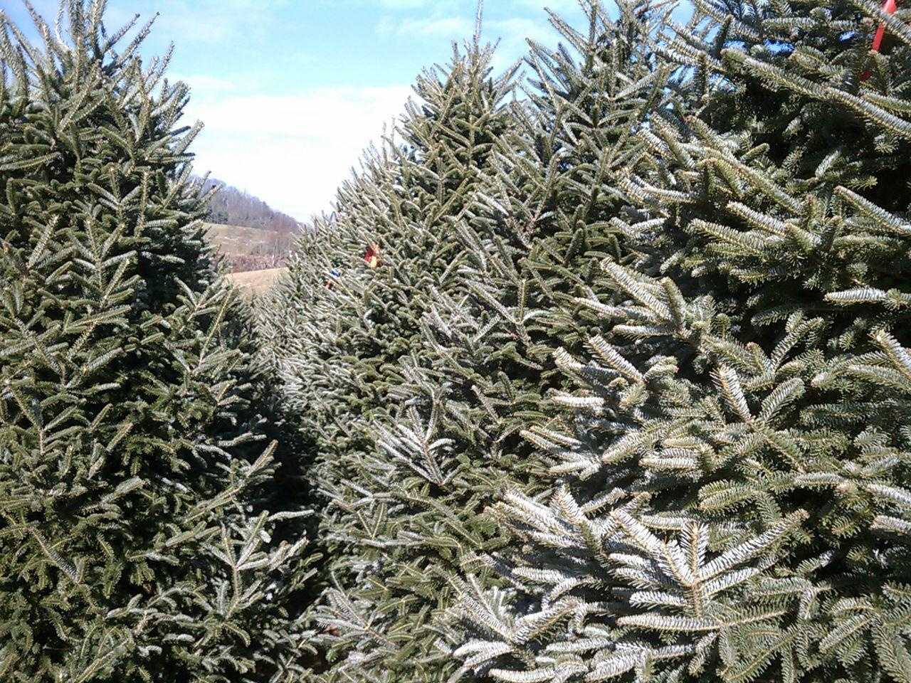 wxii12.com - Cren Rosenbaum - Not sure where to get your Christmas tree? Check out this guide of farms and lots around the Triad