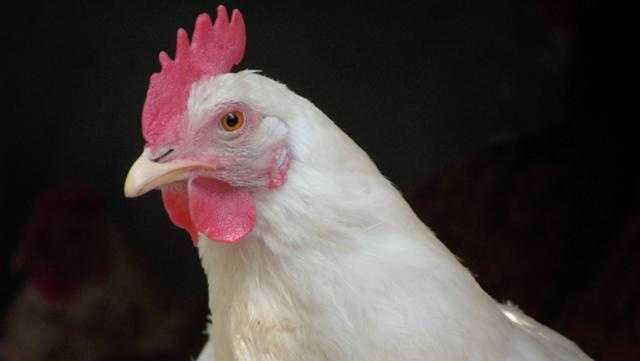 Another case of bird flu appears in North Carolina