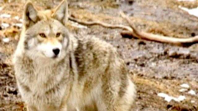 North Carolina: Coyote sightings increase