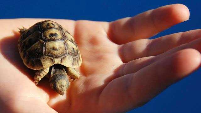 Georgia: Abandoned turtles found in pile of trash - Vimarsana News
