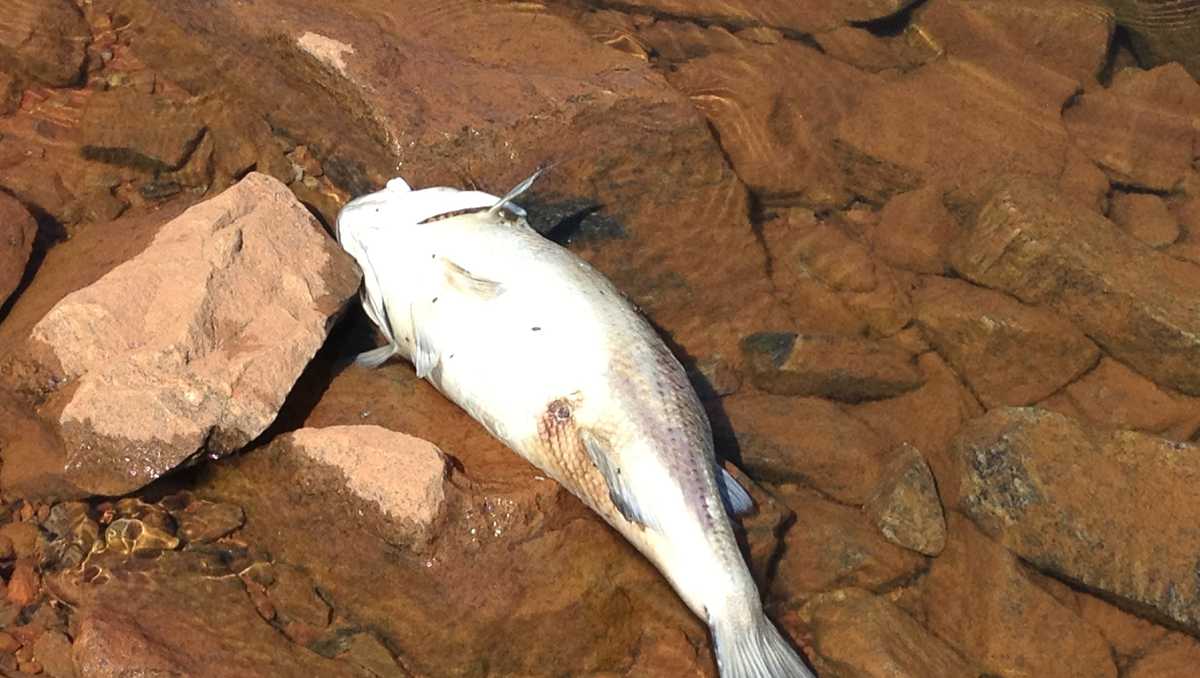 Recent fish kill at Upstate lake under investigation