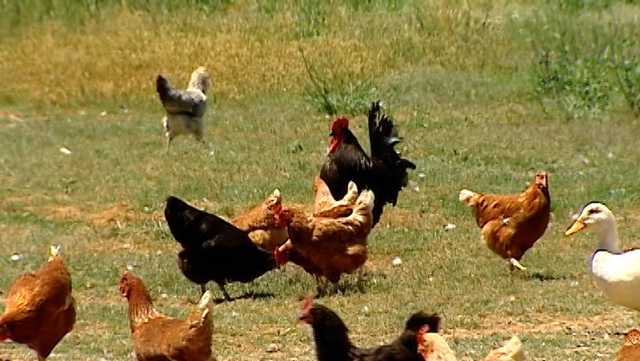 South Carolina: Major bird die-off in SC prompts warning - Vimarsana News