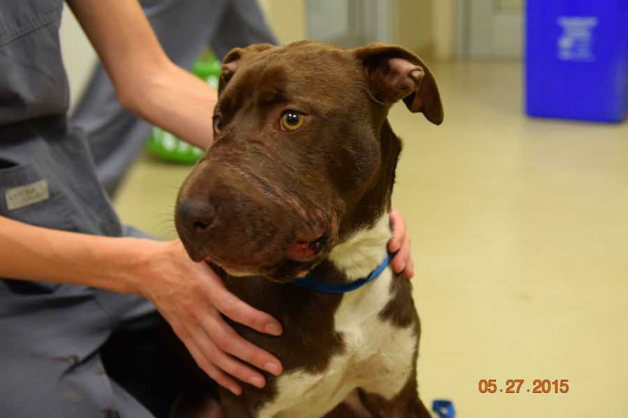 Dog found with muzzle taped shut out of surgery - WYFF