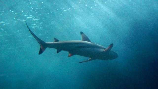 Shark pings off SC coast as part of southern migration - Vimarsana News