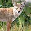 Warning issued after incident involving a coyote on FTCC campus