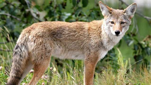 Warning issued after incident involving a coyote on FTCC campus