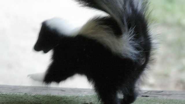 Rabid skunk confirmed in Abbeville County; one pet exposed - Vimarsana News