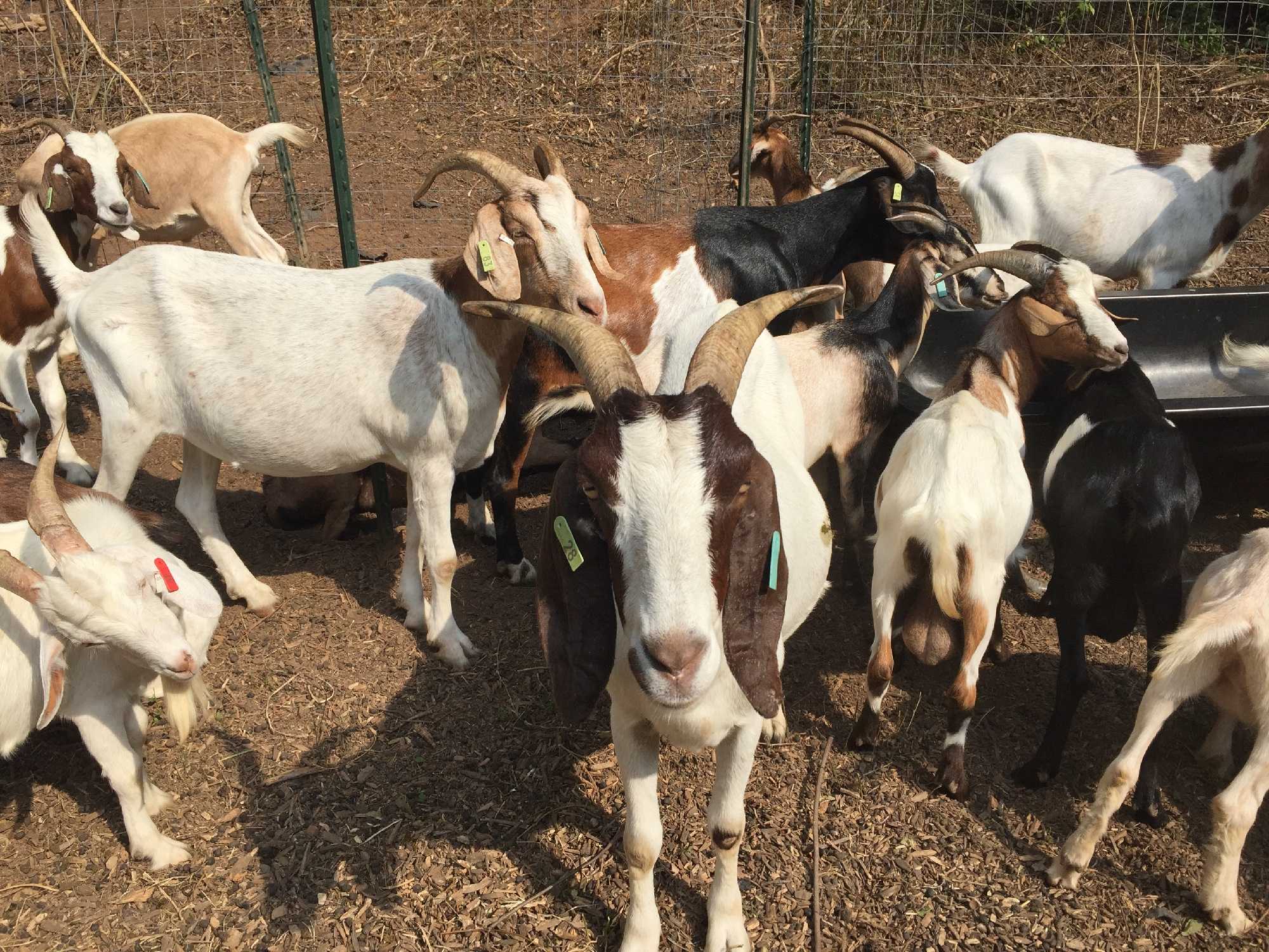 Upstate Goat Exposes Four People To Rabies, DHEC Says