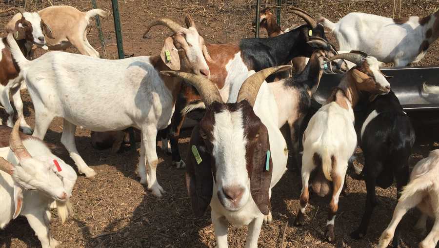 Goats 