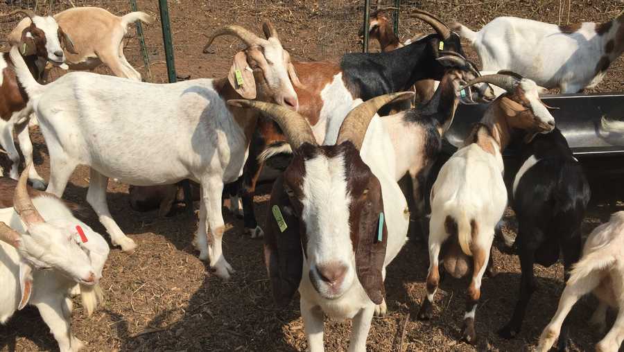 Goats 
