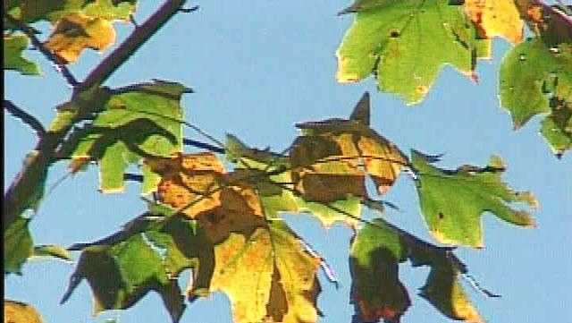 Branches and Leaves Brown HTV