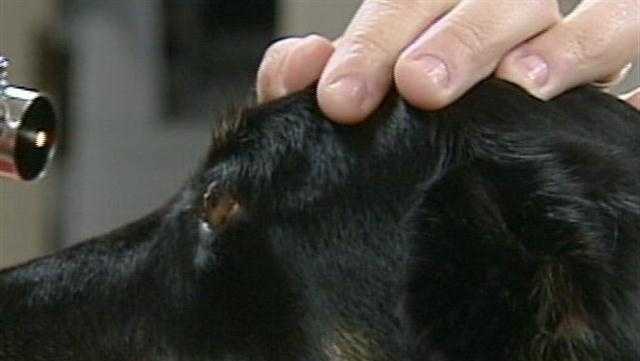 Funding for first SC Veterinarian College holds up DHEC budget - Vimarsana News