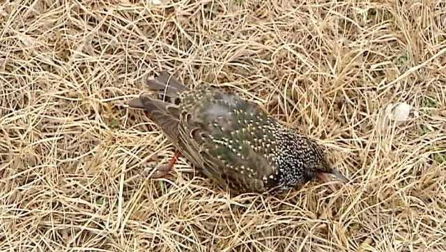South Carolina: Dead bird testing - Vimarsana News
