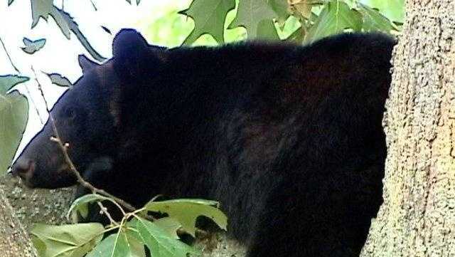 South Carolina: Black bear sighting on the rise - Vimarsana News