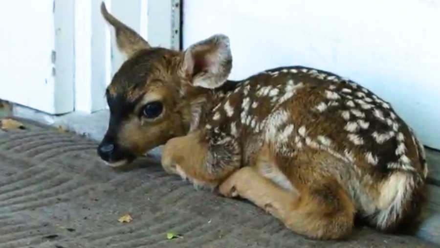 James Chang looked out the window of his parent's Pacific Grove home Tuesday morning and saw a tiny fawn at the front door.  The white-spotted fawn had just been born and was sitting on a welcome mat.