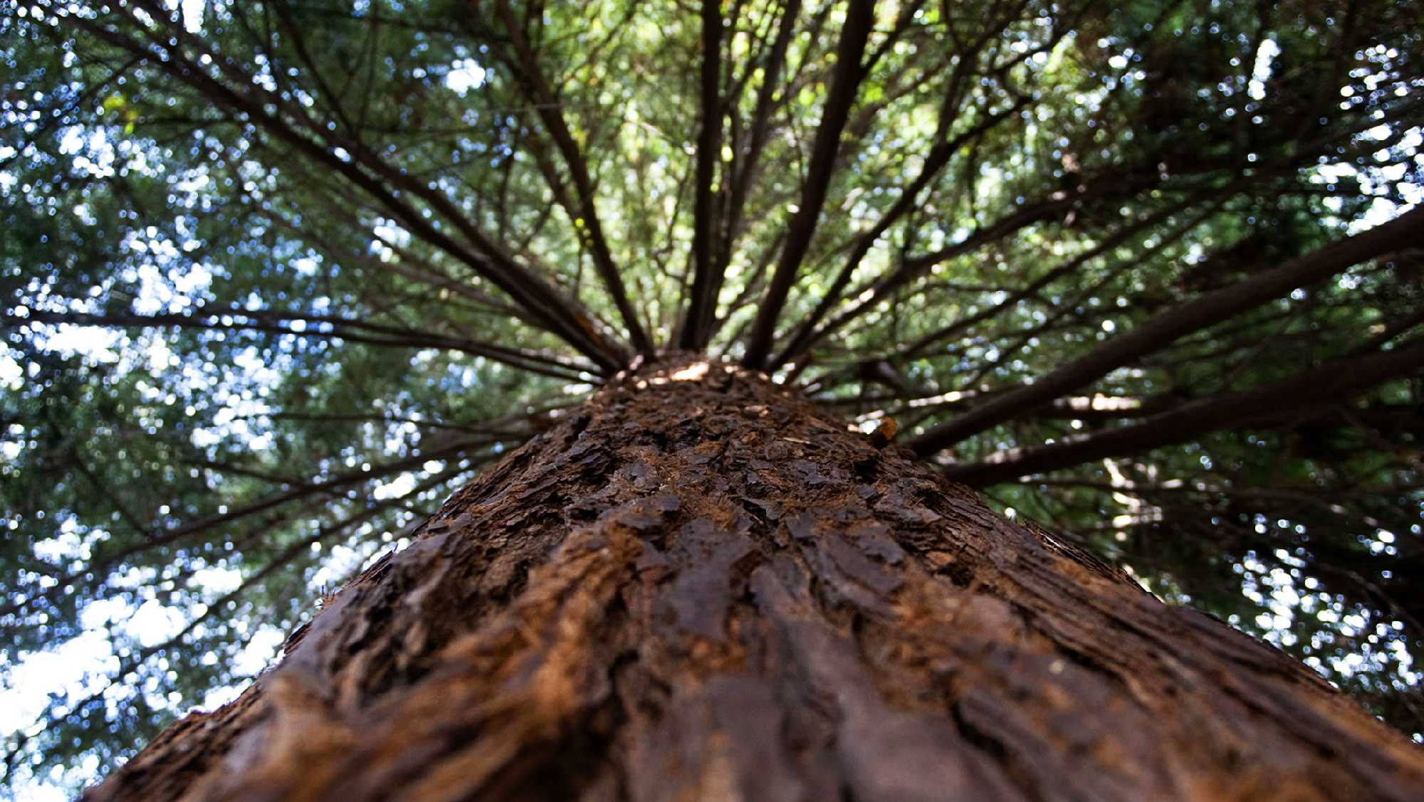 Big Basin Redwoods State Park to partially reopen on Friday - Vimarsana News