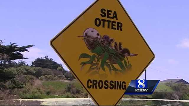 Federal, state wildlife officials investigate death of sea otter in Moss Landing - Vimarsana News
