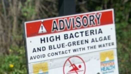 Blue-green algae bloom alert issued for portions of South Florida - Vimarsana News