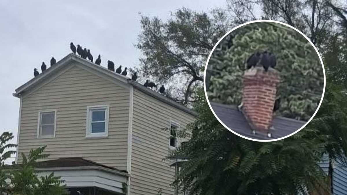 Why are vultures swarming this Louisville neighborhood?