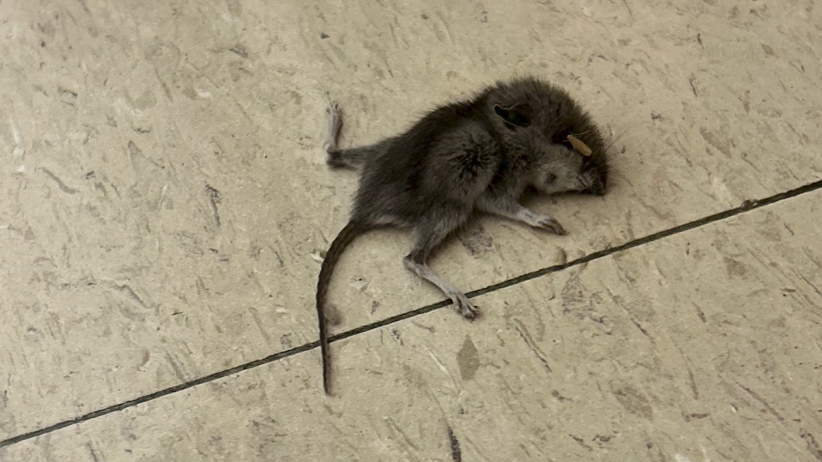 Alleged mice infestation at Albuquerque middle school raises health concerns, staff & parent outrage