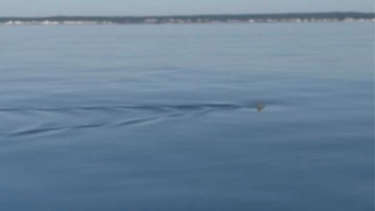 Wells Beaches Closed to Swimming After Great White Shark Sighting: Officials Take Precautions