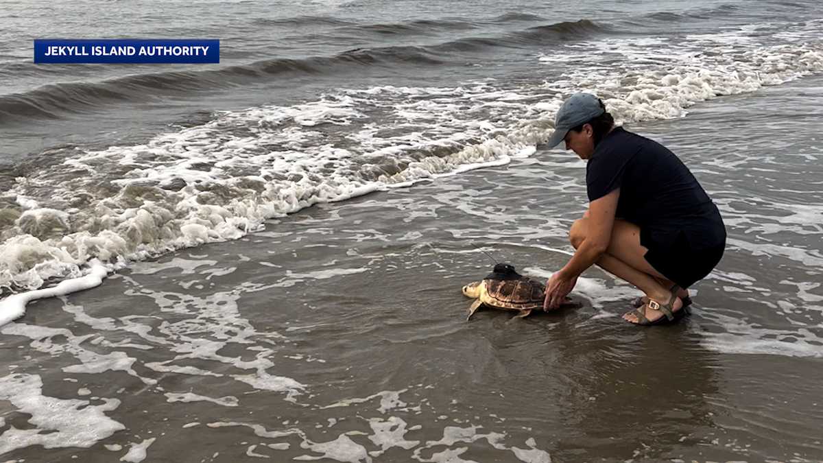 Rare hybrid sea turtle returns to ocean after undergoing months of rehabilitation in Georgia