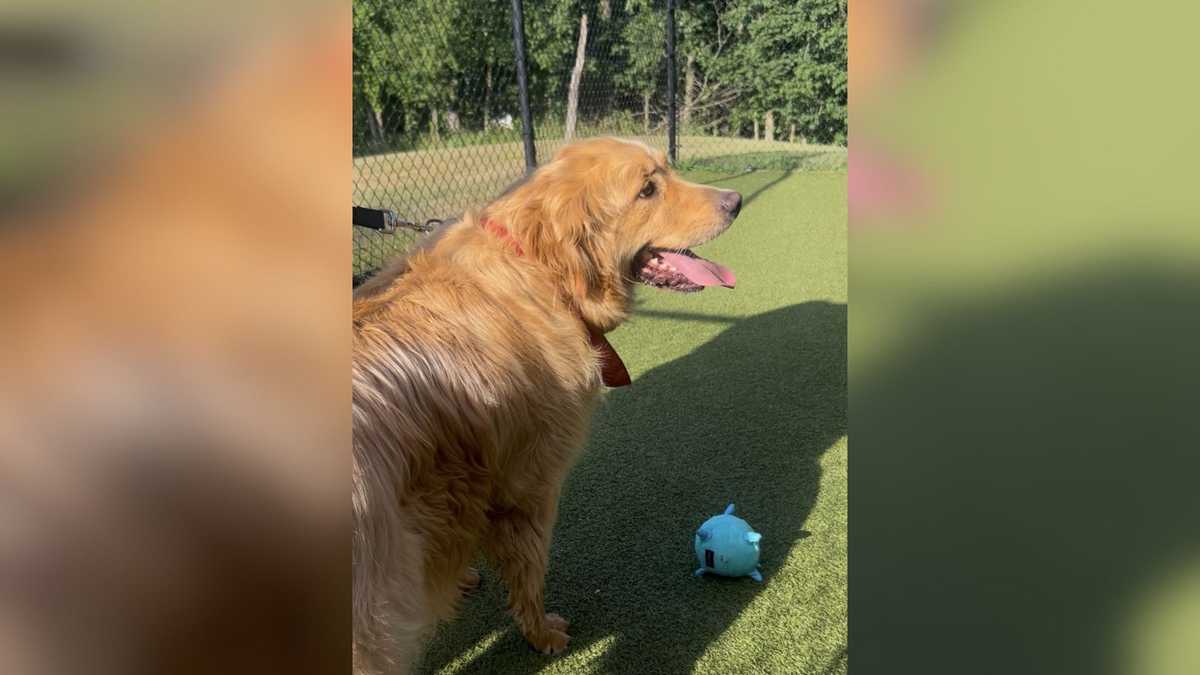 How to keep pets safe ahead of hot holiday weekend