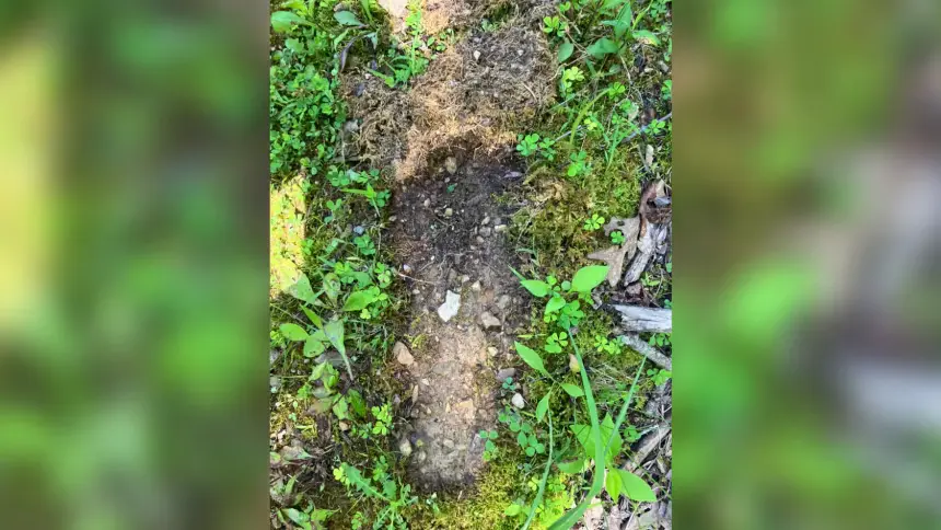 Was Bigfoot just spotted in Ohio? Reported sightings take social media by storm