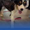 Thirty-six rescued dogs in Palm City recovering and ready for adoption