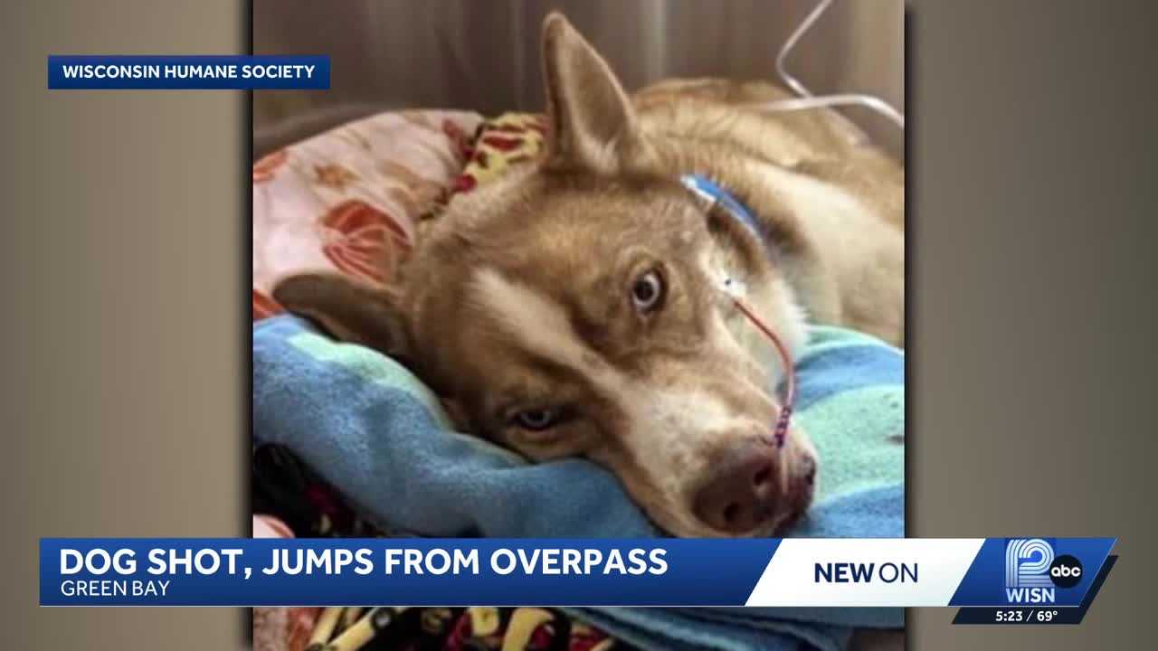 'Miraculously' alive: Stella the husky is shot, falls 30 feet from Wisconsin overpass and survives
