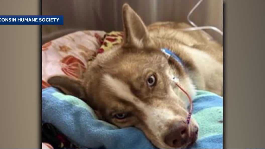 'Miraculously' alive: Stella the husky is shot, falls 30 feet from Wisconsin overpass and survives