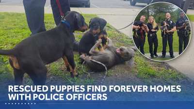 'A really happy ending': Three puppies in neglect case find forever homes with 3 police officers wjcl