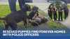 3 PUPS FIND FUREVER HOME W/ OFFICERS WHO SAVED THEM