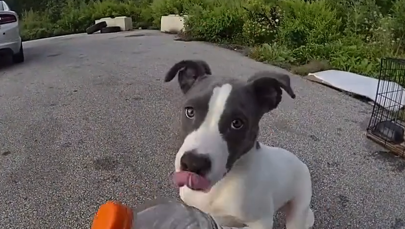 Ohio trooper rescues abandoned puppy along Interstate 71