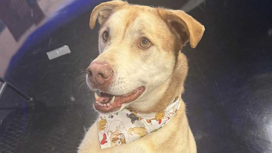WGAL Paws and Pals, Bear.