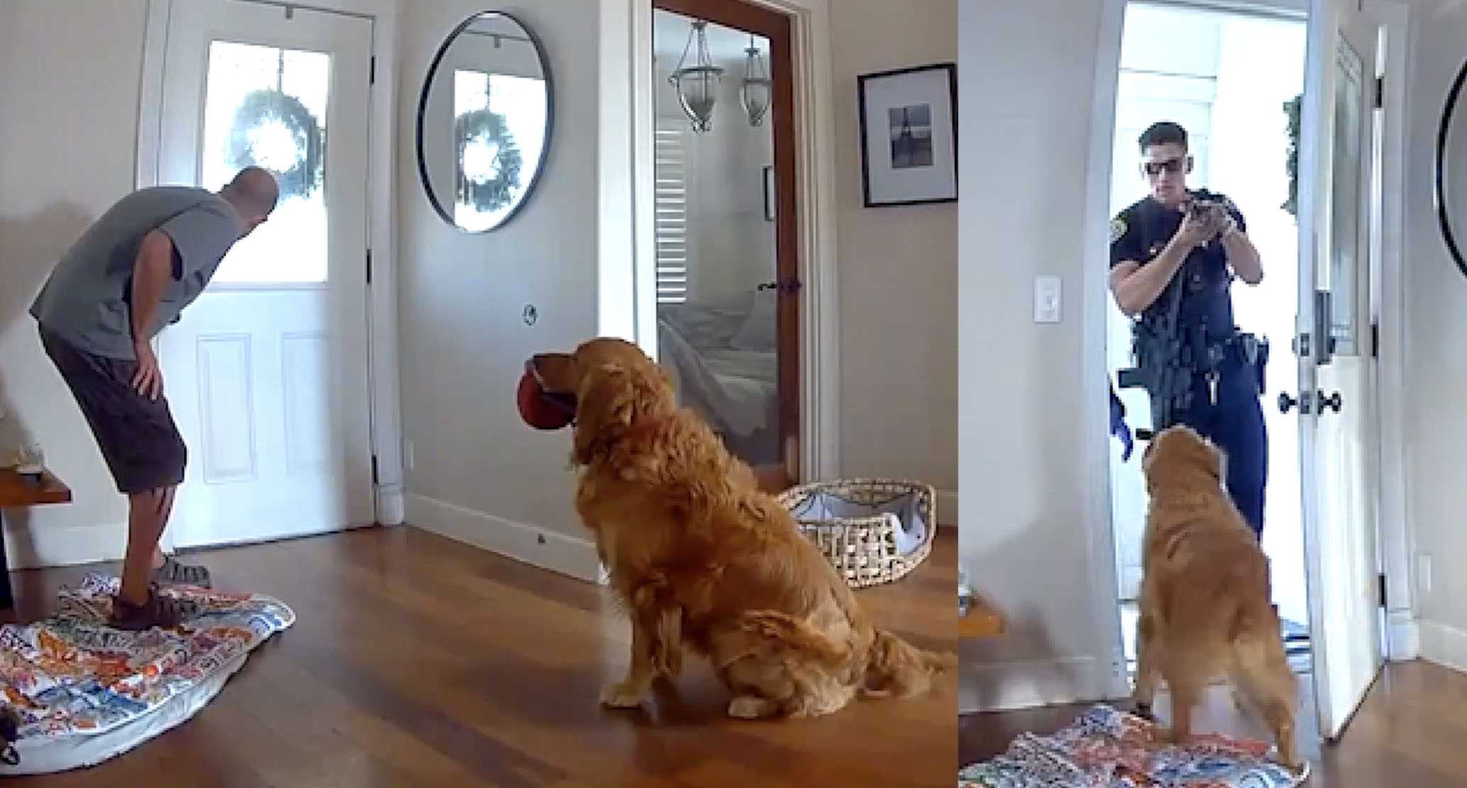 Security video: Golden retriever begs to play with intruder after home break-in