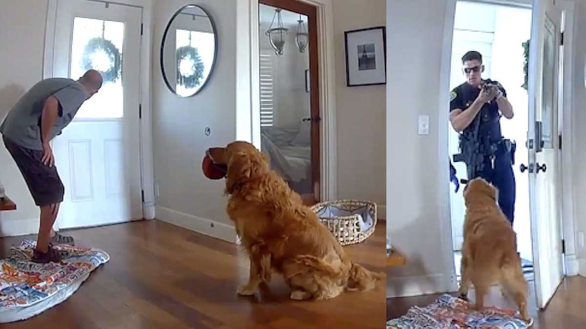 Security video: Golden retriever begs to play with intruder after home ...
