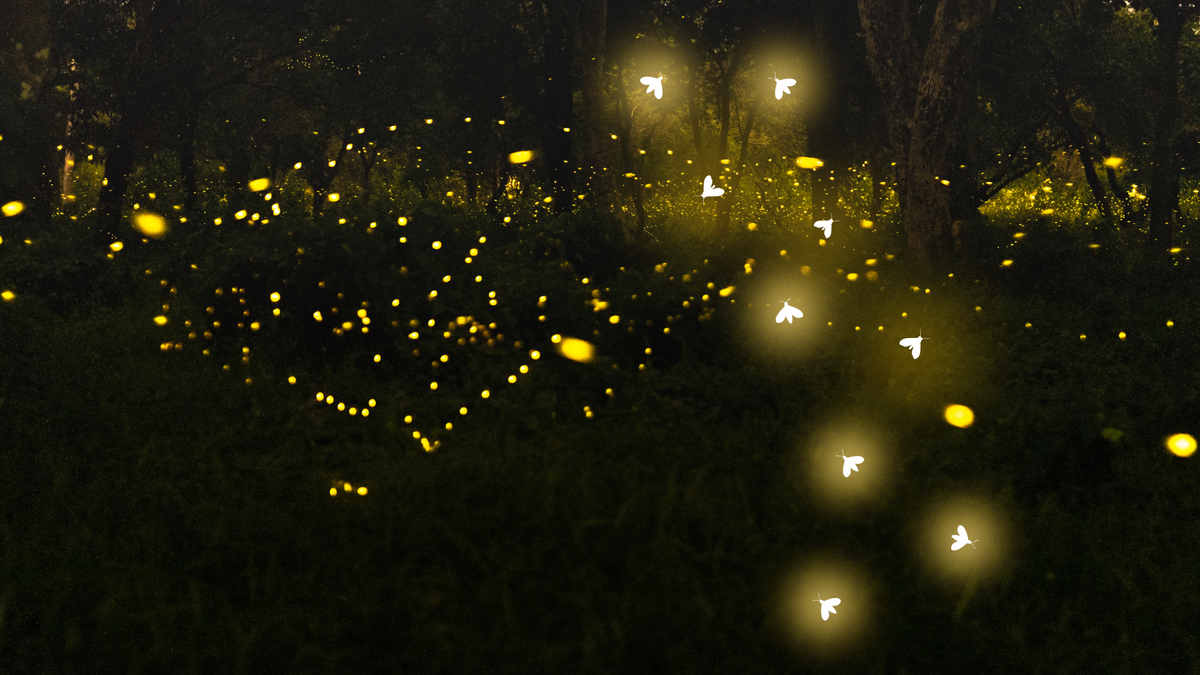 Researchers discover 3 new firefly species in a Kentucky forest