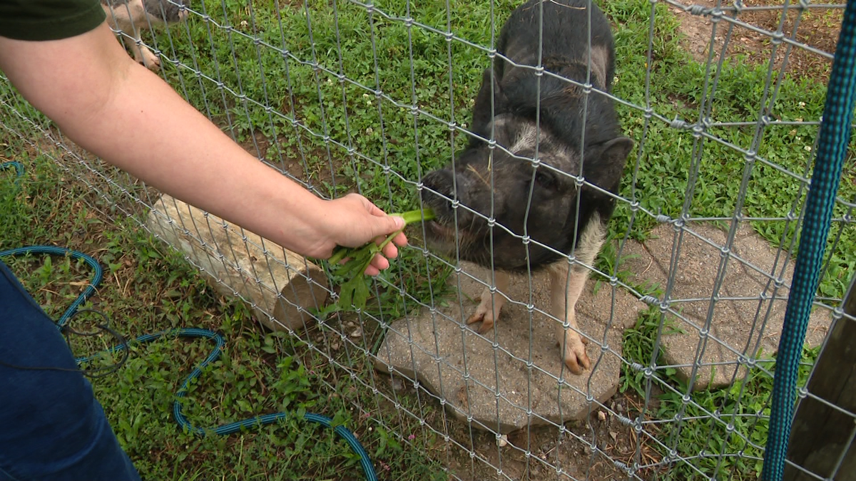 Critter Camp in Westminster teaches kids animal care