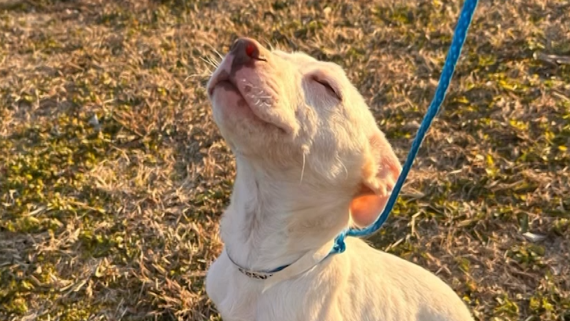 Beau's Law, Alabama's first pet protection legislation in 26 Years, heads to governor's desk